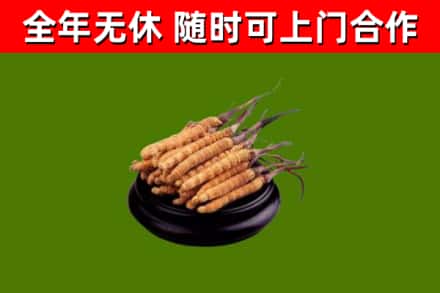 宁强烟酒回收冬虫夏草.jpg